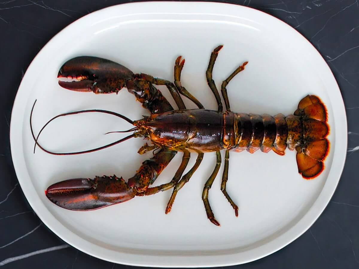 Loveramics | Plateau à dinde de 43 cm Er-Go! System